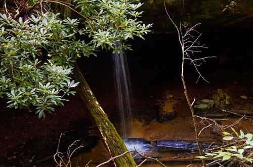 A small waterfall cascades over rocks, surrounded by lush greenery and tree branches in a serene forest setting.