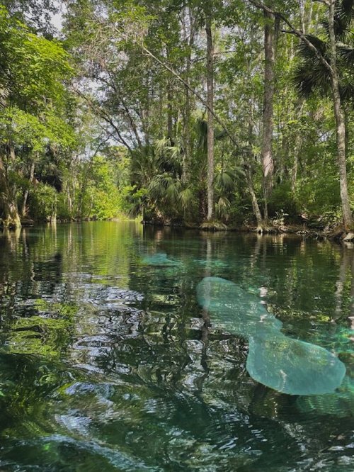 A serene forest scene with clear water reflecting trees and greenery, creating a tranquil natural setting.