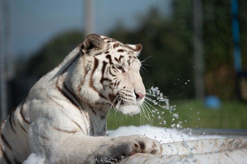 A white tiger playfully splashes water while lounging near a pool, surrounded by greenery.