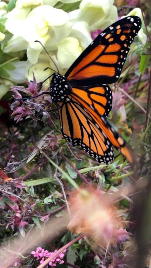 A vibrant monarch butterfly perched on colorful flowers in a garden setting.