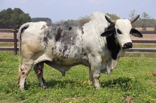 A black and white cow stands in a grassy field with trees in the background.