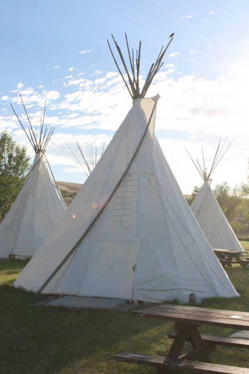 Three white tipis stand in a grassy area under a blue sky with scattered clouds, surrounded by picnic tables.