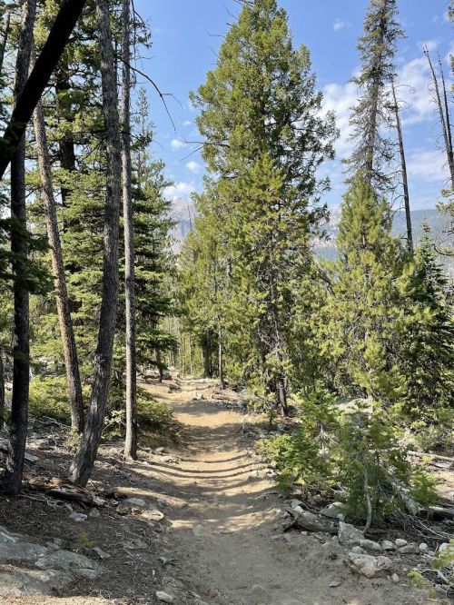 A winding dirt path through a dense forest of tall pine trees under a clear blue sky.