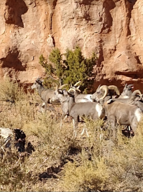 A group of bighorn sheep grazing near rocky terrain and shrubs in a desert landscape.