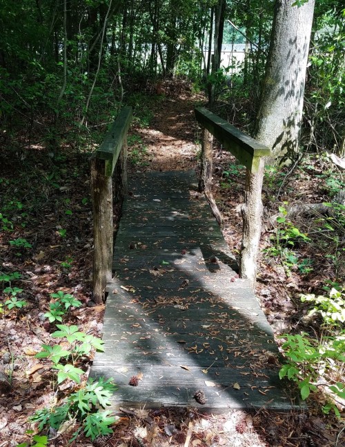 A wooden bridge over a path surrounded by trees and greenery, with leaves and pine cones scattered on the ground.