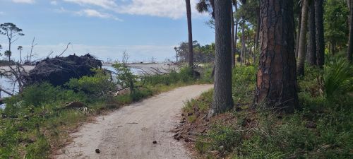A sandy path lined with trees leads to a beach, with fallen logs and greenery along the shoreline.