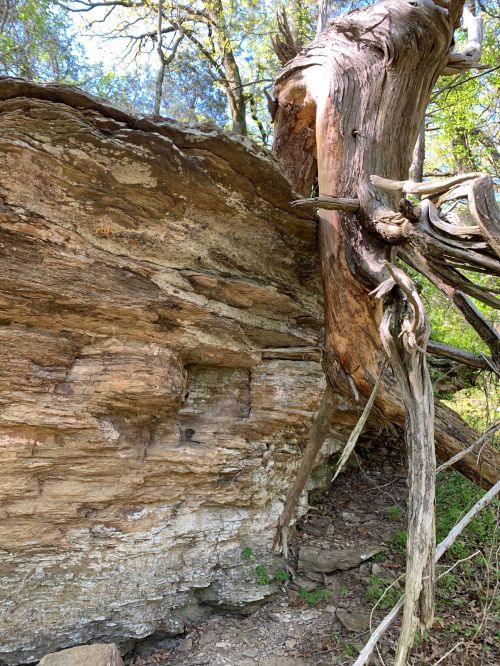 A large rock formation with a twisted tree growing beside it, surrounded by greenery and sunlight filtering through leaves.