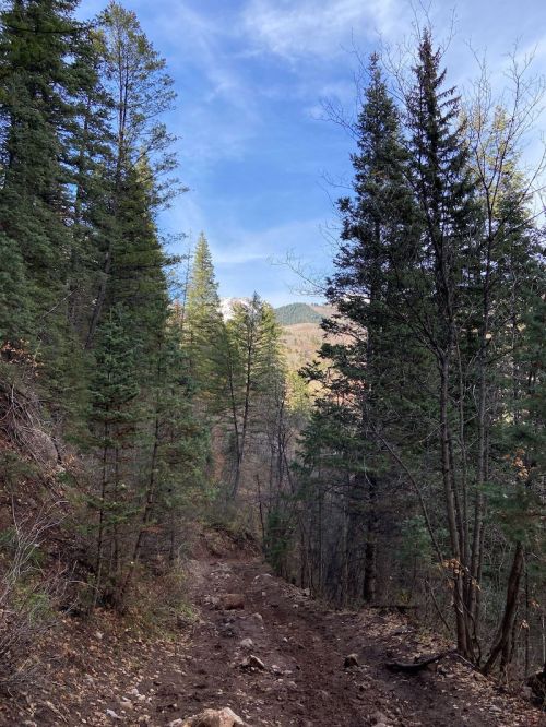 A rocky trail winds through a dense forest of tall pine trees under a clear blue sky.