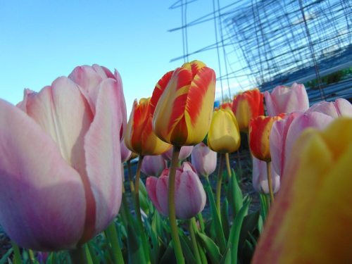 A vibrant field of tulips in various colors, with a blue sky and scaffolding in the background.