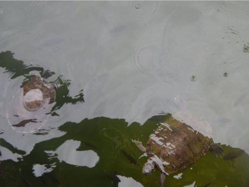 Two turtles swimming in greenish water, with ripples and small fish visible beneath the surface.