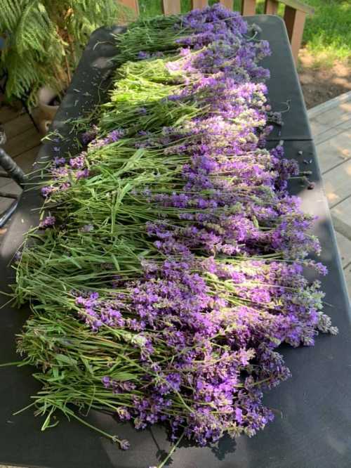 A table covered with freshly harvested lavender bundles, showcasing vibrant purple flowers and green stems.