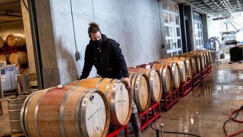 A person in a mask inspects wooden barrels in a winery, with more barrels lined up in the background.