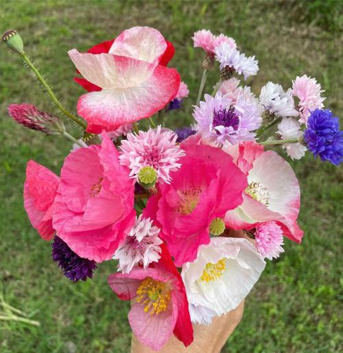 A vibrant bouquet of pink, red, and purple flowers held in a hand, set against a green background.
