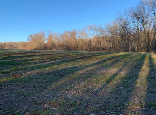 A serene field with rows of crops, surrounded by trees, under a clear blue sky and soft sunlight.