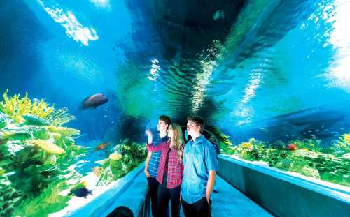 Two children observe colorful fish and coral in an underwater aquarium tunnel, surrounded by vibrant marine life.