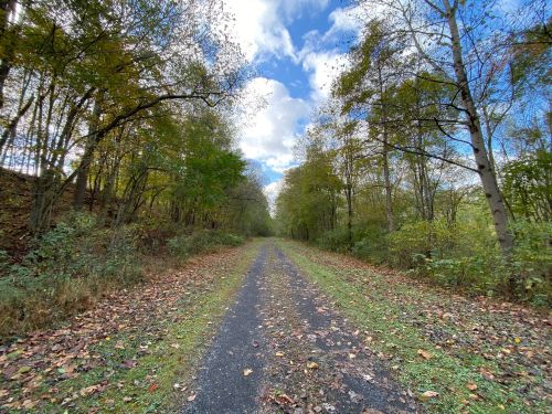 A serene path through a forest, lined with trees and scattered leaves, under a partly cloudy sky.
