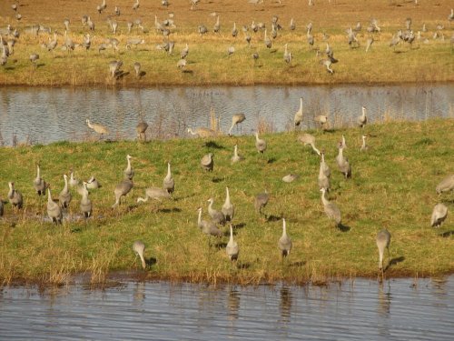 A flock of cranes gathers on grassy land near a pond, with more cranes visible in the background.