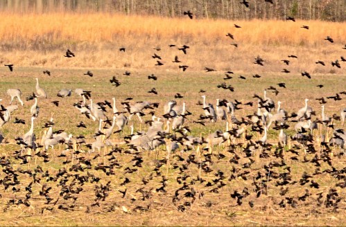 A flock of birds flies over a field with several cranes standing among tall grass and reeds.