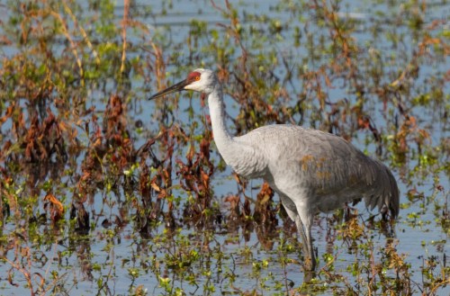 A sandhill crane stands in shallow water surrounded by green and brown vegetation.