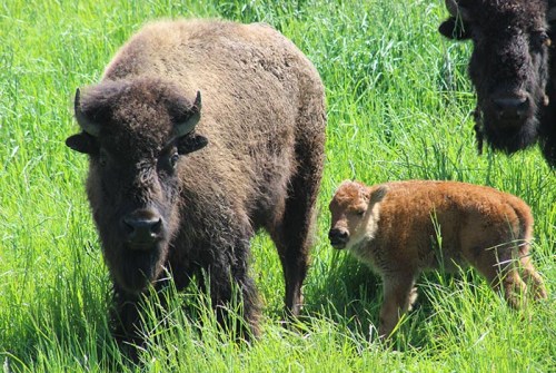 A bison and its calf stand in a lush green field, surrounded by tall grass.
