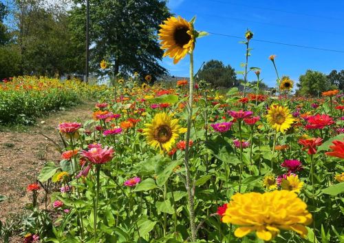 A vibrant field of colorful flowers, including sunflowers and zinnias, under a clear blue sky.