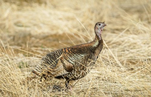 A wild turkey standing in a field of dry grass, with its feathers displaying earthy tones.