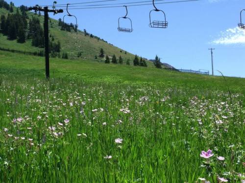 A vibrant green field filled with wildflowers, with ski lift chairs overhead and a hillside in the background.