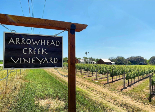 Sign for Arrowhead Creek Vineyard with rows of grapevines under a clear blue sky.