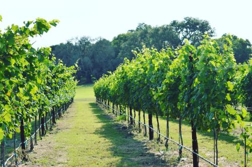 A row of lush green grapevines stretches down a sunny vineyard, flanked by trees in the background.