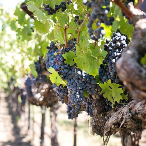 Clusters of ripe purple grapes hanging from lush green vines in a vineyard under bright sunlight.