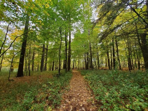 A serene forest path surrounded by tall trees and vibrant green foliage, with fallen leaves on the ground.