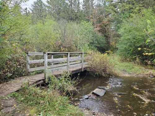 A wooden bridge over a small stream, surrounded by lush greenery and trees in a peaceful forest setting.