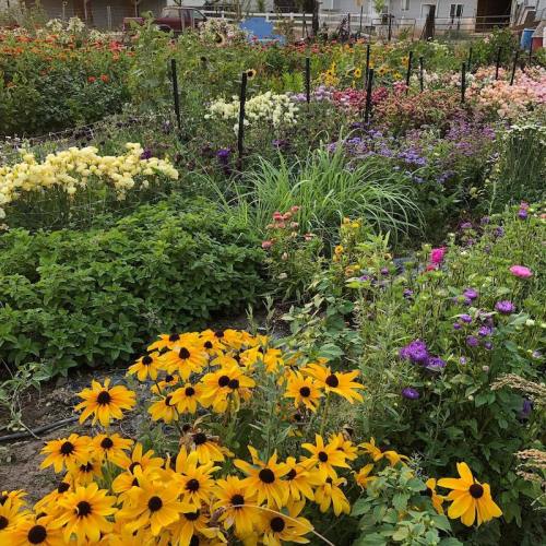 A vibrant garden filled with colorful flowers, including yellow daisies and various blooming plants.