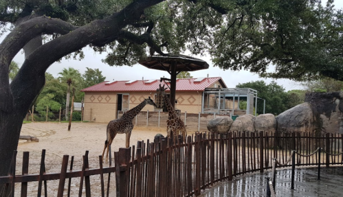 Two giraffes interact near a shelter in a zoo, surrounded by trees and a rocky enclosure.