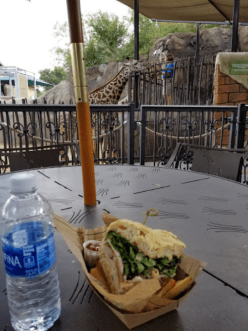 A sandwich on a table with a water bottle, with a giraffe visible in the background behind a fence.