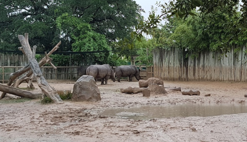 Two rhinoceroses in a sandy enclosure with rocks and a small puddle, surrounded by greenery and wooden fencing.