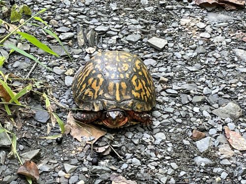 A turtle with a patterned shell resting on a rocky path surrounded by leaves and grass.