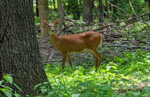 A deer stands in a lush green forest, partially hidden behind a tree, surrounded by foliage and fallen branches.