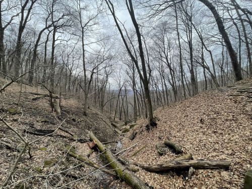 A serene forest scene with bare trees, a dry creek bed, and scattered leaves on the ground under a cloudy sky.