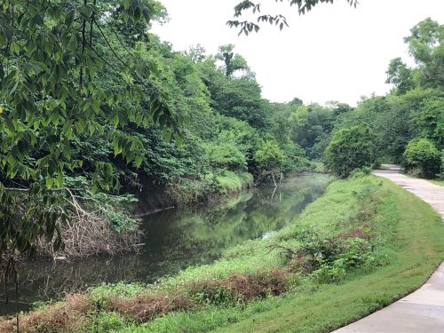 A serene riverbank lined with lush greenery and a winding path beside calm waters.