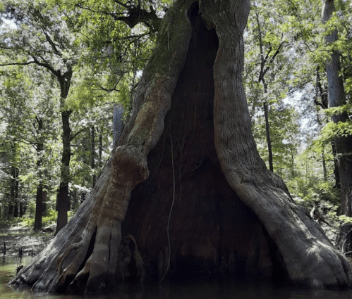 A large, hollow tree trunk surrounded by lush greenery and water, showcasing the beauty of nature.