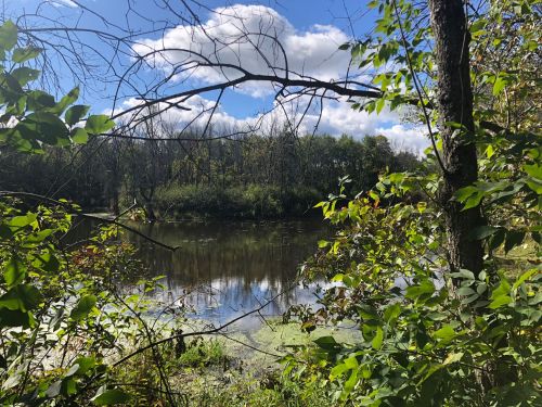 A serene pond surrounded by trees and greenery, reflecting clouds in a clear blue sky.