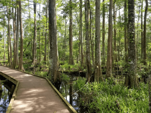 A wooden boardwalk winds through a lush, green swamp with tall trees and water visible among the foliage.