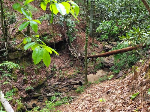 A lush, green forest scene with a small creek, fallen trees, and dense foliage.