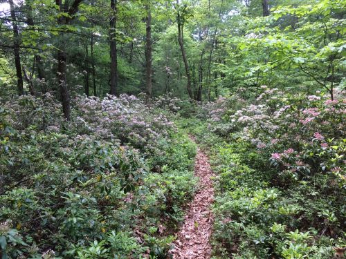 A narrow dirt path winds through a lush green forest filled with blooming shrubs and trees.