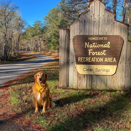 A golden retriever sits in front of a sign for Homochitto National Forest Recreation Area, surrounded by trees.