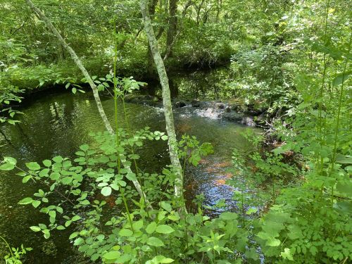 A serene forest scene featuring a calm stream surrounded by lush green foliage and trees.