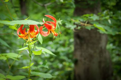 A vibrant orange lily blooms among lush green foliage in a forest setting.