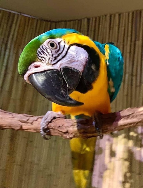 A colorful parrot with green, blue, and yellow feathers perched on a branch, looking curiously at the camera.