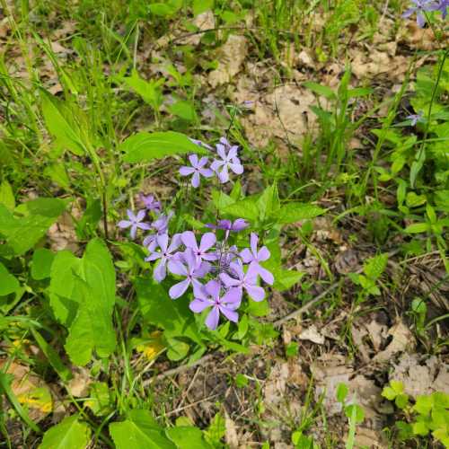 A cluster of small purple flowers surrounded by green leaves and grass on a sunny day.